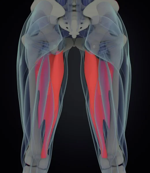 Aductor Modelo de anatomía muscular — Foto de Stock