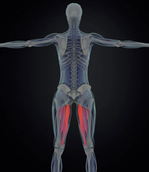 Adductor muskler anatomi modell — Stockfoto