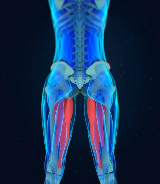 Моделі анатомії м'язів — стокове фото