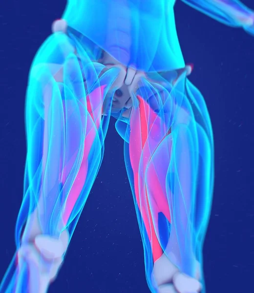 Aductor Modelo de anatomía muscular —  Fotos de Stock