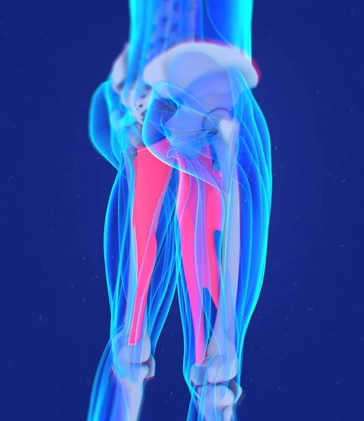 内收肌肌肉解剖模型 — 图库照片