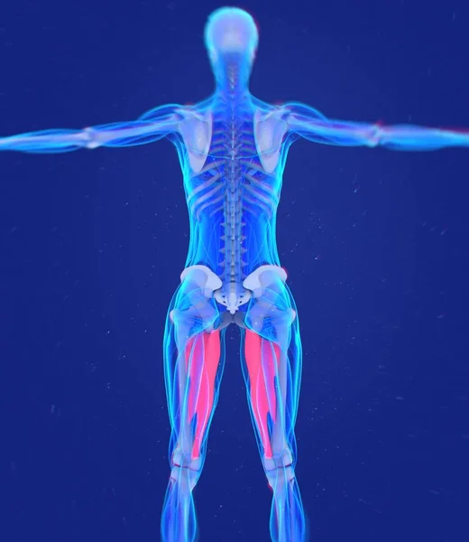 内転筋の筋肉解剖モデル — ストック写真