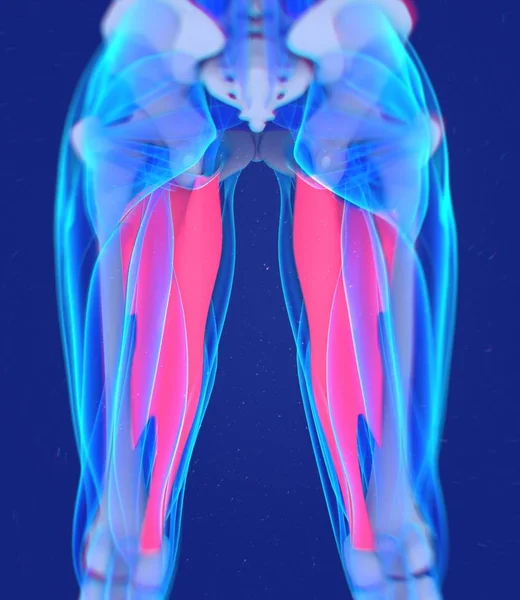 Adutor Modelo de anatomia muscular — Fotografia de Stock