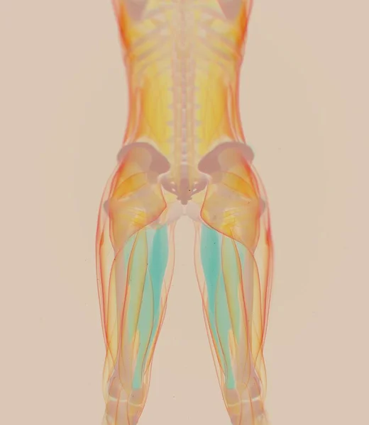 内收肌肌肉解剖模型 — 图库照片