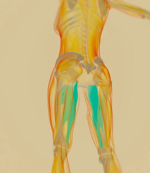 Aductor Modelo de anatomía muscular — Foto de Stock