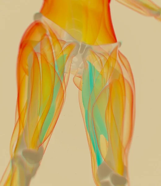 Stahovací svaly anatomie model — Stock fotografie