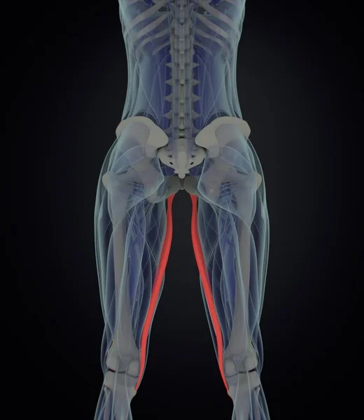 Modelo de anatomia dos músculos Gracilis — Fotografia de Stock