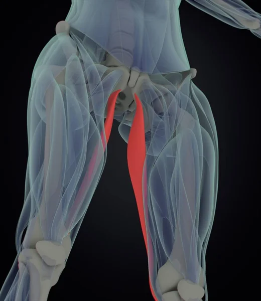 Modelu anatomii mięśni gracilis — Zdjęcie stockowe