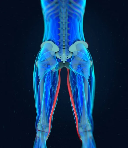 Анатомическая модель Gracilis Muscles — стоковое фото