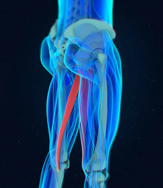 Modelo de anatomia dos músculos Gracilis — Fotografia de Stock