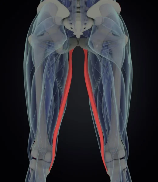 股薄肌肌肉解剖模型 — 图库照片