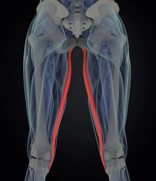 Анатомическая модель Gracilis Muscles — стоковое фото