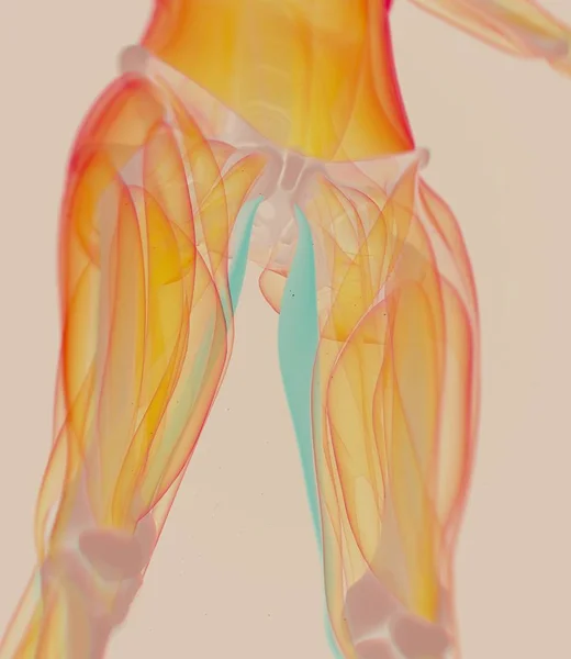 Анатомическая модель Gracilis Muscles — стоковое фото