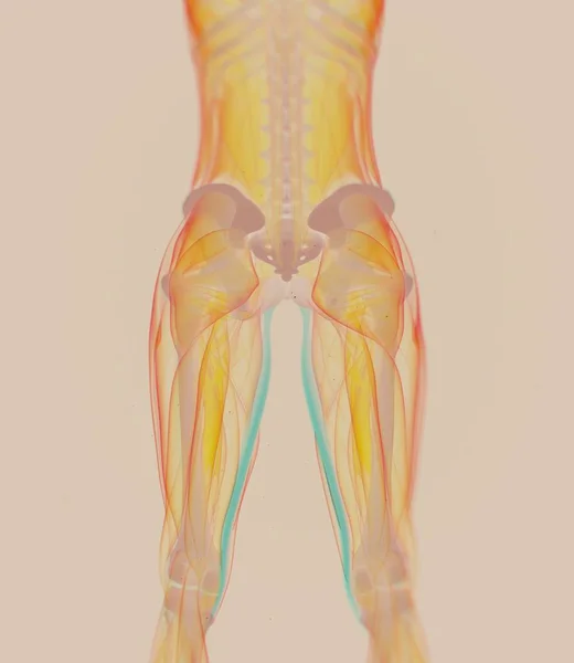 Modelo de anatomia dos músculos Gracilis — Fotografia de Stock