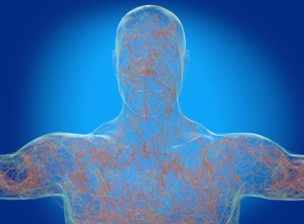 Неврология человеческого тела, нервная система — стоковое фото