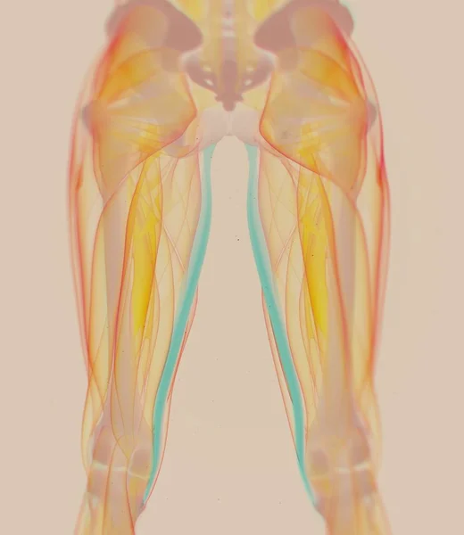 Gracilis Muscles anatomy model — Stock Image Gracilis Muscles anatomy model Stock Image