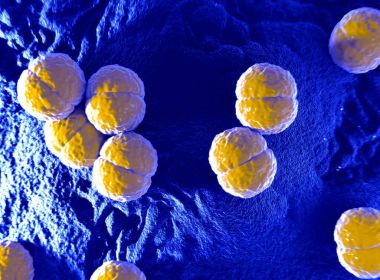 Neisseria meningitidis veya Meningokoksik bakteri