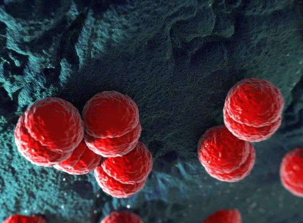 Bactéria Neisseria meningitidis ou meningococcus — Fotografia de Stock