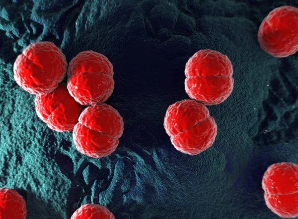 Bactéria Neisseria meningitidis ou meningococcus — Fotografia de Stock