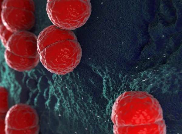 Bactéria Neisseria meningitidis ou meningococcus — Fotografia de Stock