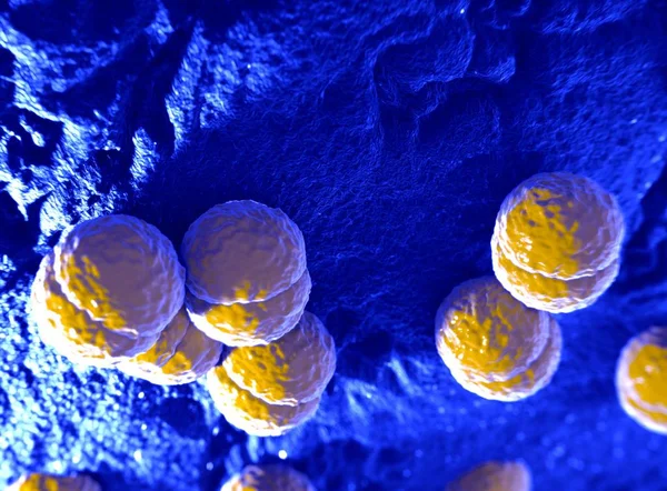 Neisseria meningitidis o bacteria meningococcus — Foto de Stock
