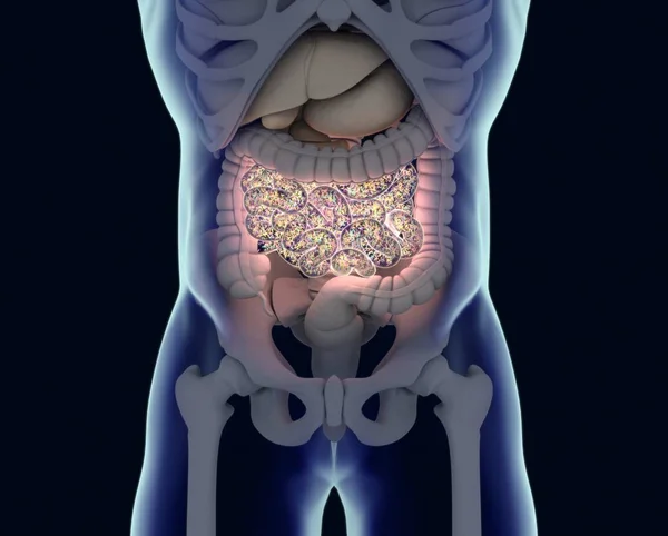 Gut bacterias microbiome — Stockfoto