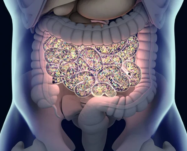 Gut bacterias microbiome — Stockfoto