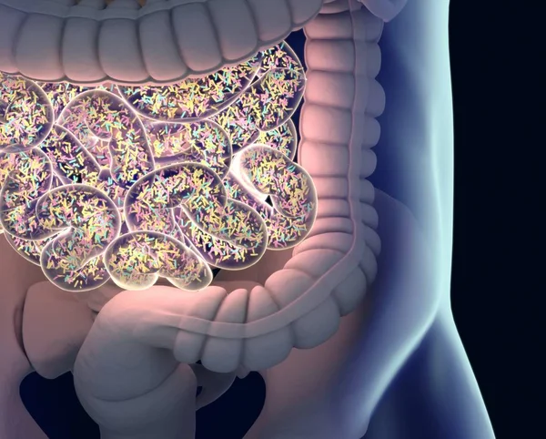 Gut bacterias microbiome — Stock Photo, Image