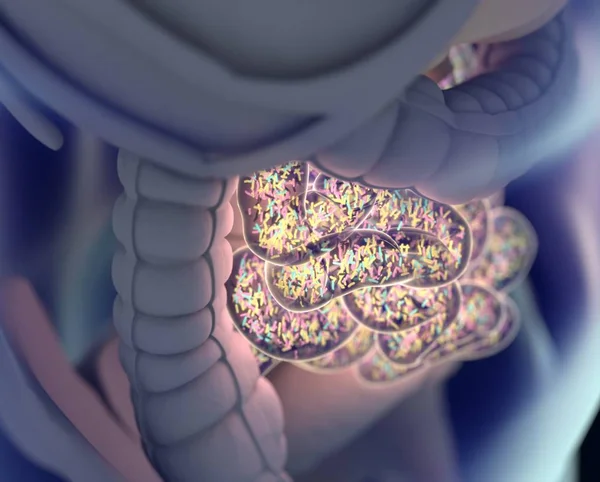 Gut bacterias microbiome — Stock Photo, Image