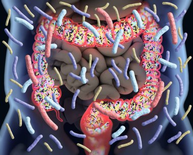 Gut bacteria, microbiome. Bacteria inside the large intestine, c clipart