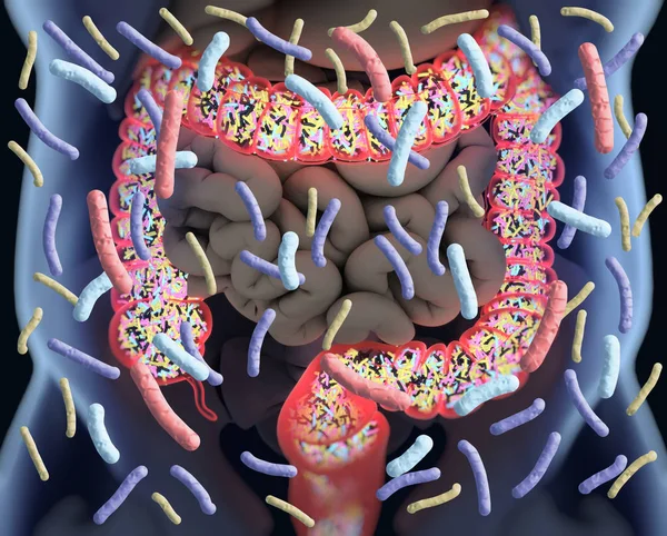 Gut bacteria, microbiome. Bacteria inside the large intestine, c — Stock Photo, Image