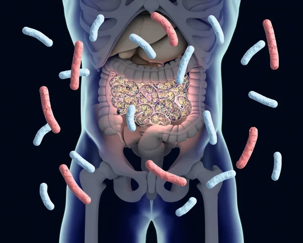 Bacterias intestinales, flora intestinal, microbioma. Bacterias dentro de la pequeña — Foto de Stock