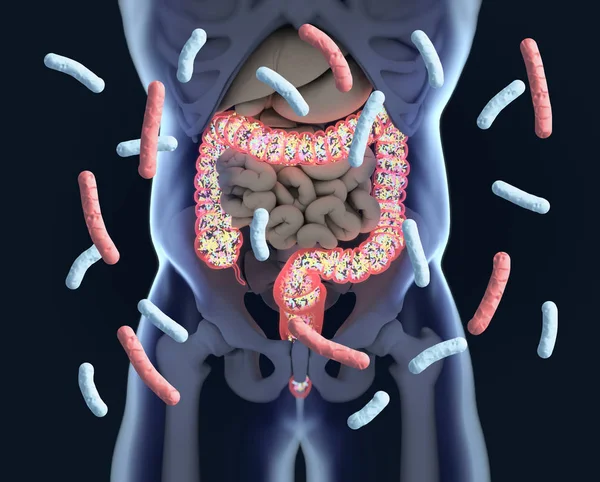 Bacterias intestinales, microbioma. Bacterias dentro del intestino grueso, c — Foto de Stock
