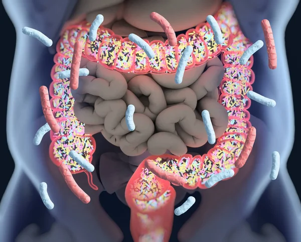 Gut bacteria, microbiome. Bacteria inside the large intestine, c