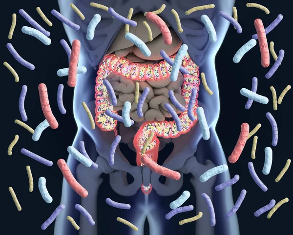 Bactéries intestinales, microbiome. Bactéries à l'intérieur du gros intestin, c — Photo