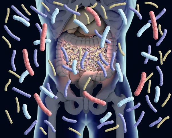 Bacterias intestinales, flora intestinal, microbioma. Bacterias dentro de la pequeña — Foto de Stock