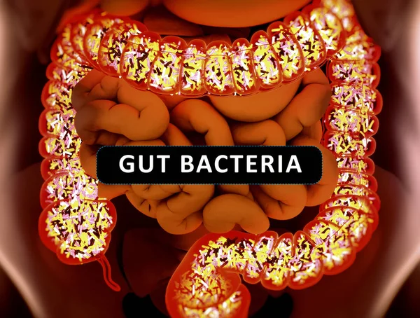 Gut bacteria, microbiome. Bacteria inside the large intestine, c