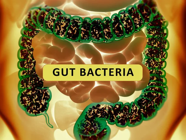 Bacterias intestinales, microbioma. Bacterias dentro del intestino grueso, c — Foto de Stock