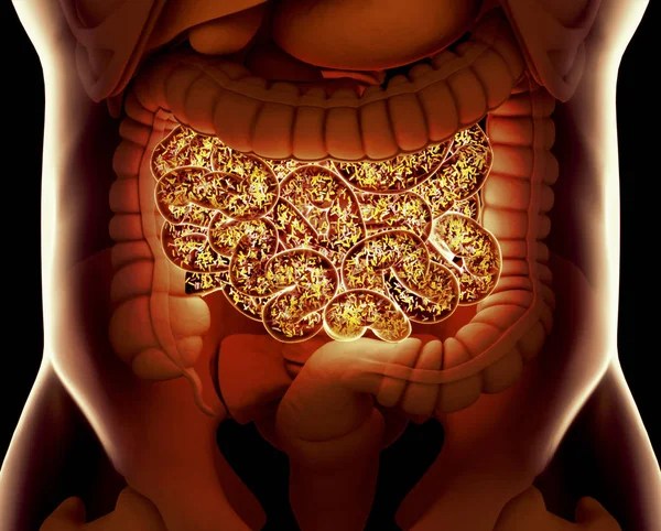 Bacterias intestinales, flora intestinal, microbioma. Bacterias dentro de la pequeña — Foto de Stock