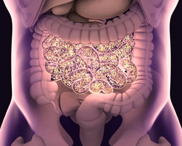 Gut bacteria , gut flora, microbiome. Bacteria inside the small — Stock Photo, Image