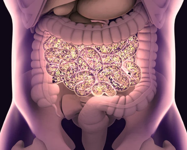 Bactérias intestinais, flora intestinal, microbioma. Bactérias dentro do pequeno — Fotografia de Stock