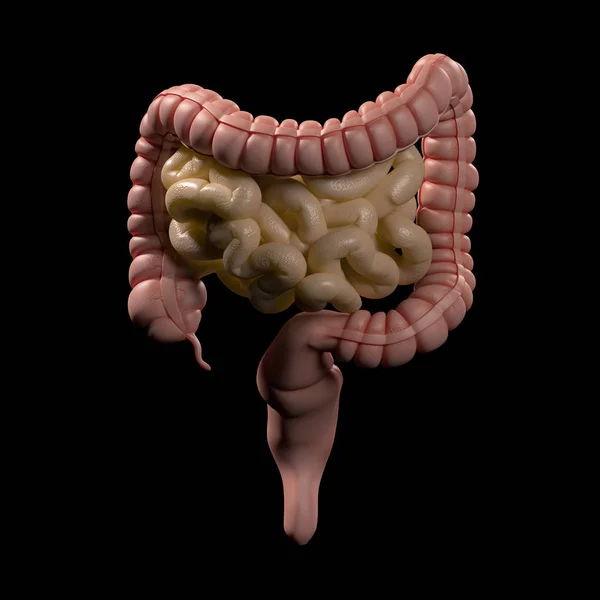 Anatomie Illustratie Van Het Menselijk Spijsverteringsstelsel Illustratie — Stockfoto