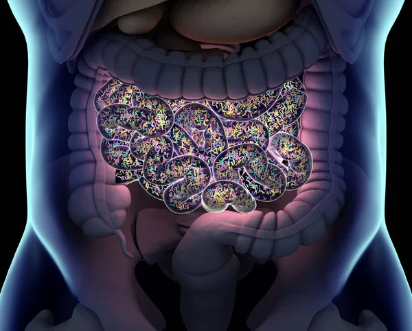 Nsan Sindirim Sisteminin Anatomi Çizimi Illüstrasyon — Stok fotoğraf