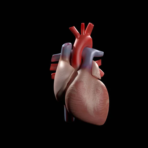 Anatomía Ilustración Del Corazón Humano Ilustración — Foto de Stock