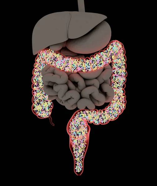 Ilustração Anatômica Sistema Digestivo Humano Ilustração — Fotografia de Stock