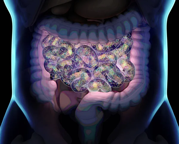 Intestines Body Showing Gut Bacteria Small Intestine Illustration — Stock Photo, Image