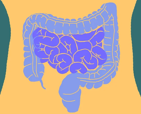 小腸に腸内細菌を示す体内腸 3Dイラスト — ストック写真
