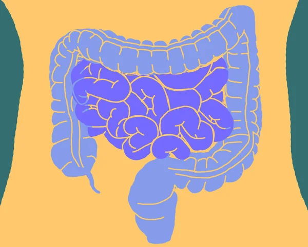 Intestinos Dentro Del Cuerpo Que Muestran Bacterias Intestinales Intestino Delgado —  Fotos de Stock