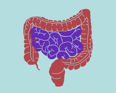 Bağırsakların, anatominin, bağırsakların resmi. Görüntü