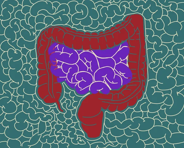 Illustration Intestines Anatomy Gut Illustration — Stock Photo, Image